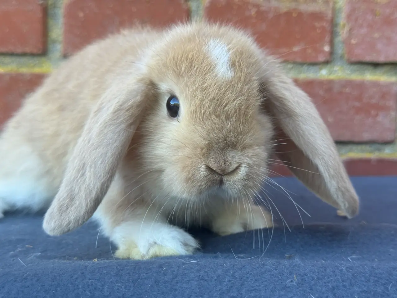 Billede 1 - Mini lop han kanin