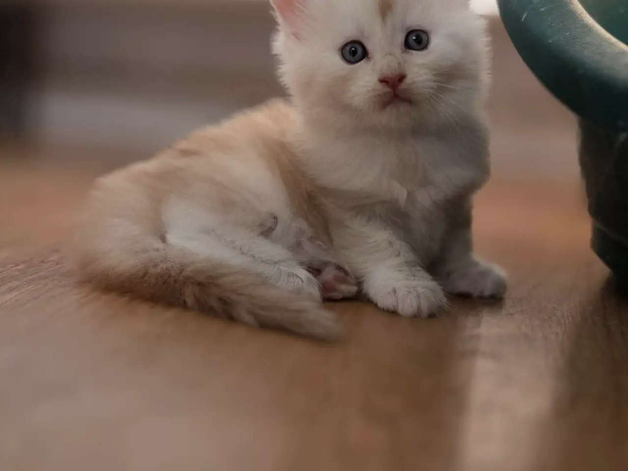 Billede 1 - Maine Coon killinger 