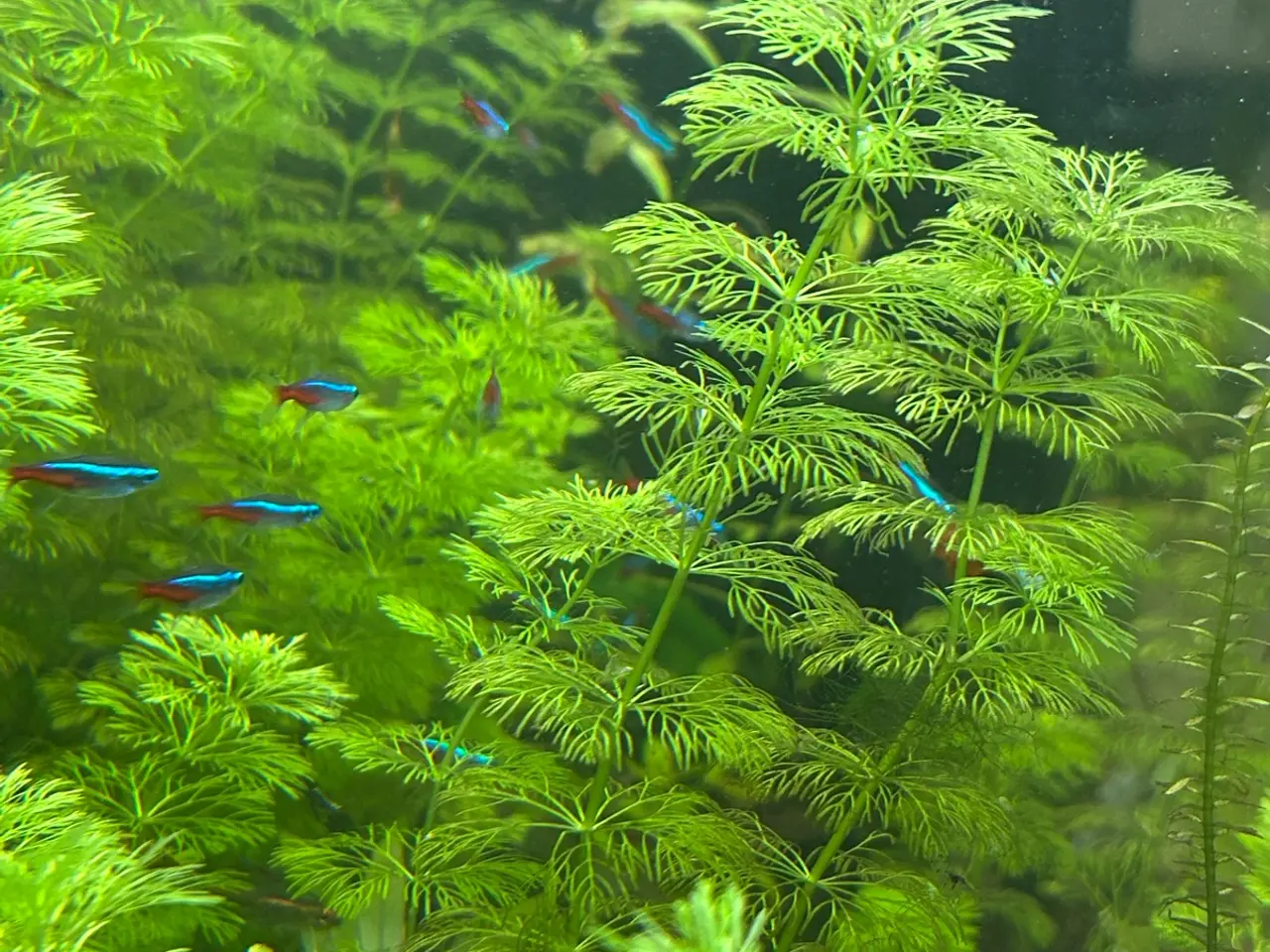 Billede 10 - 🌿 Levende akvarieplanter – 2 stk. GLS