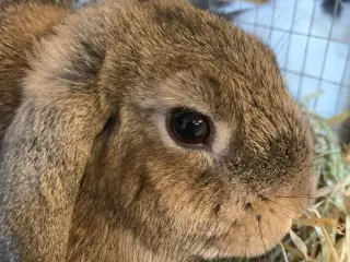 Sødeste dværgvædderunge🐰❤️