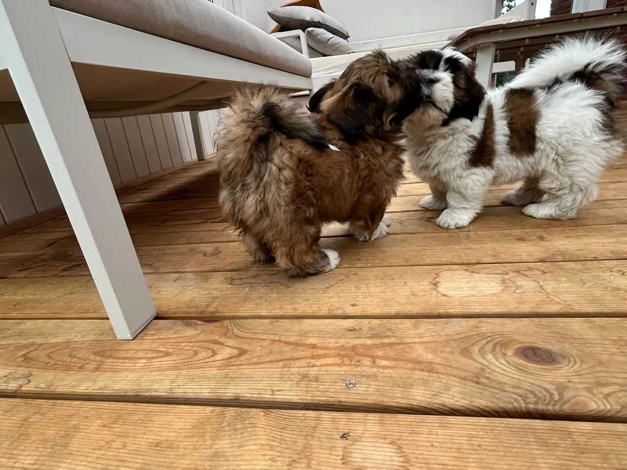 Billede 12 - 3 Lhasa Apso hvalpe, drenge