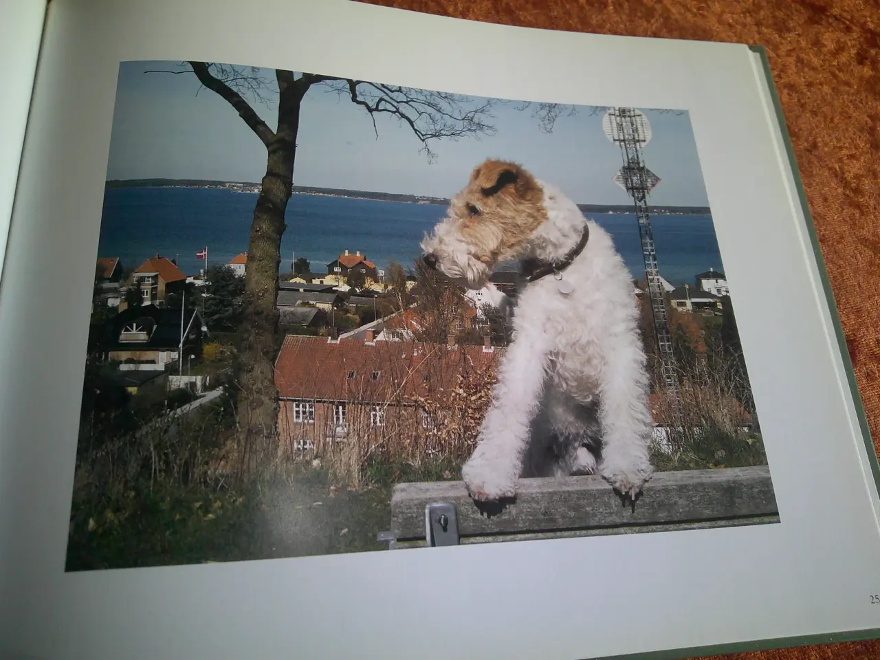 Billede 4 - Harrys Helsingør - en hund viser rundt,