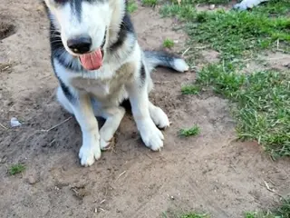 husky hvalpe