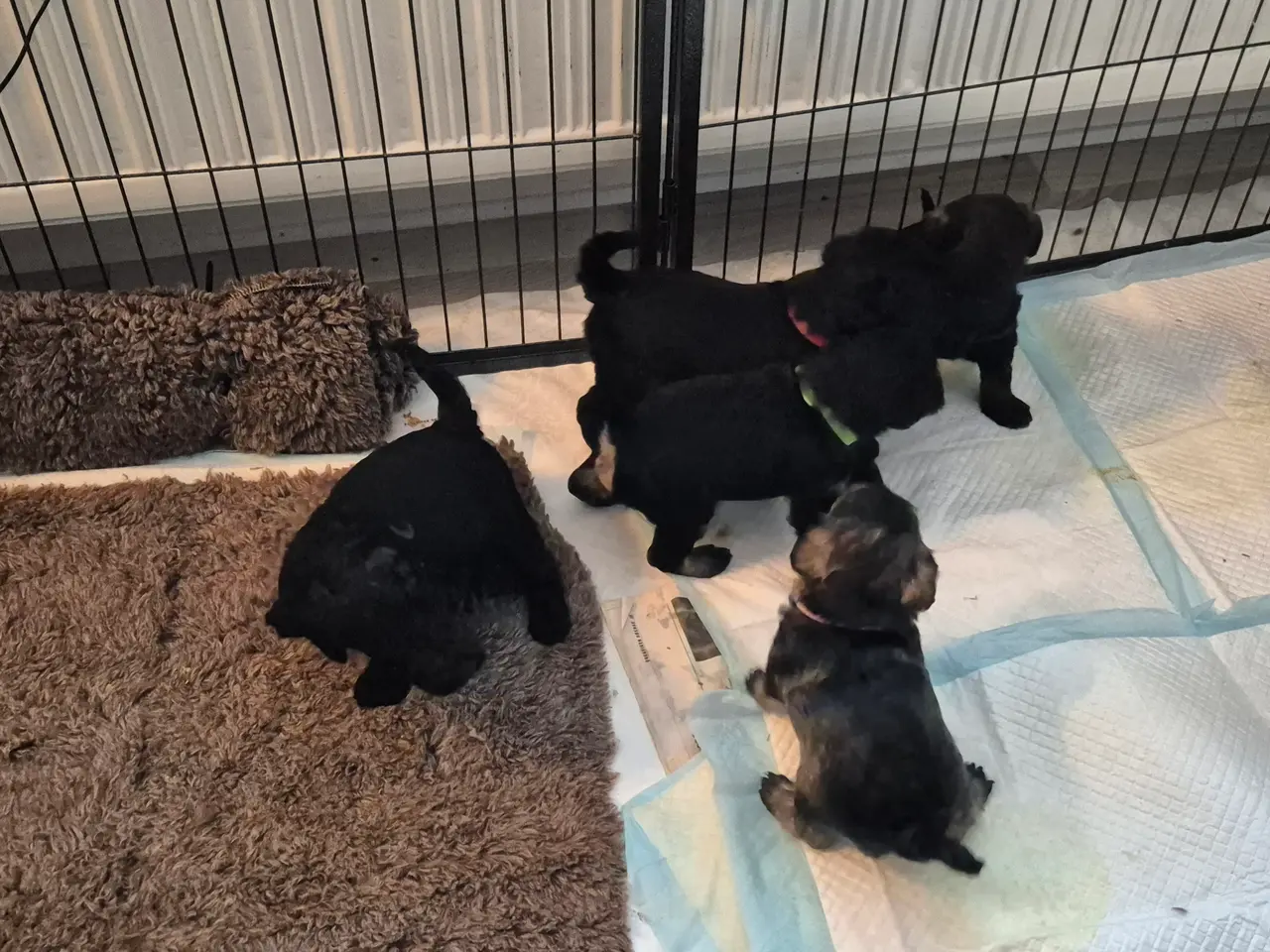 Billede 11 - Poo Schnauzerpoo puddel
