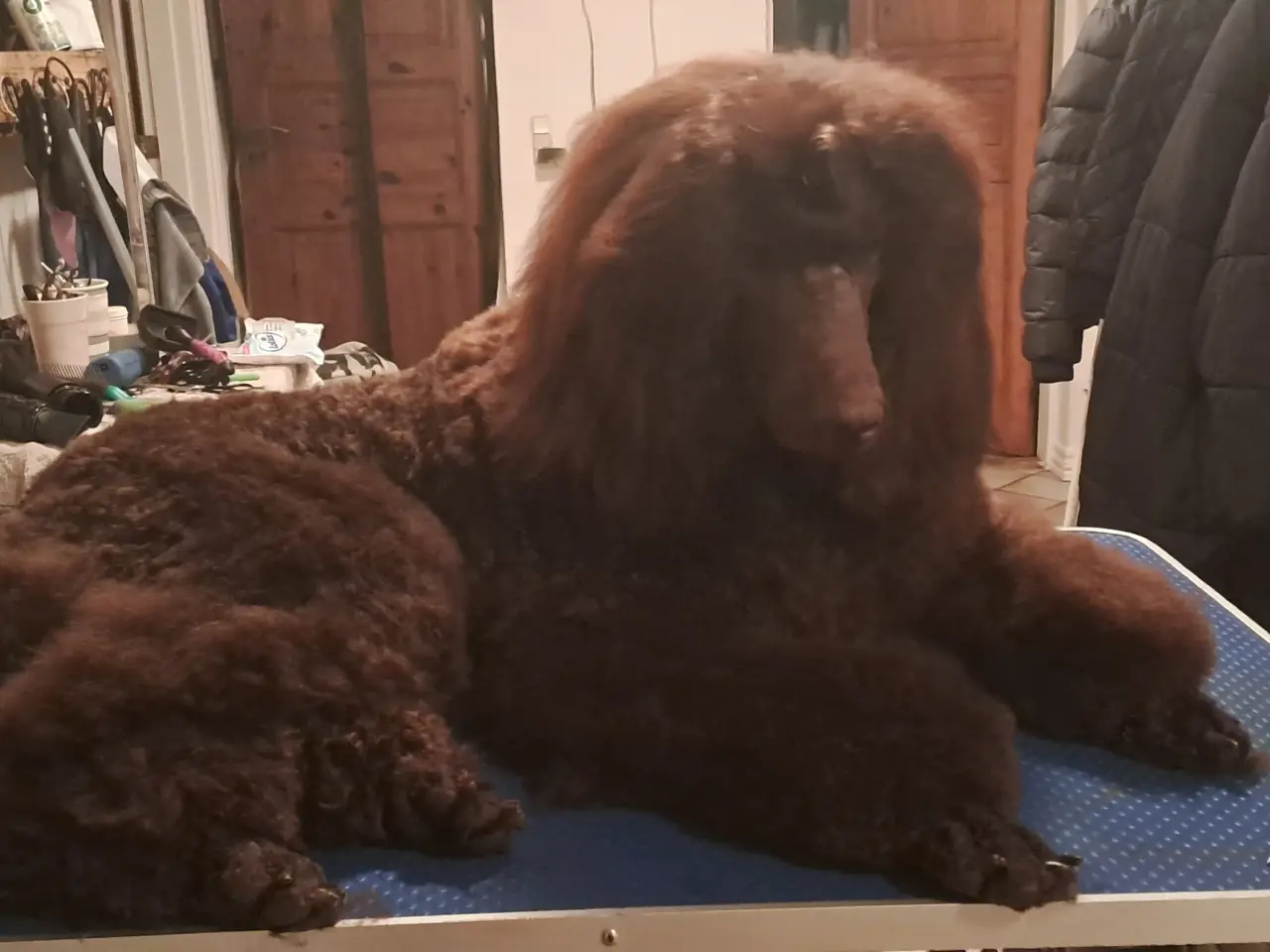 Billede 9 - Hundefrisør/trimming/groomer 