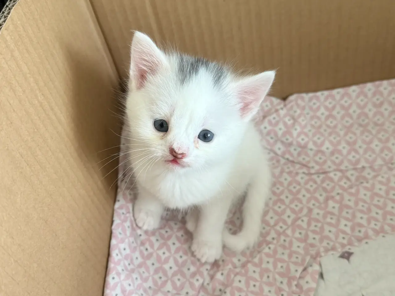 Billede 6 - Blandingskilinger ( 25% maincoon)