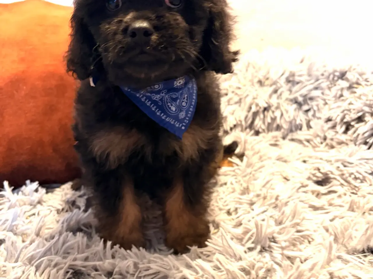 Billede 12 - mini Cavapoo dreng Sigurd er helt rejse klar