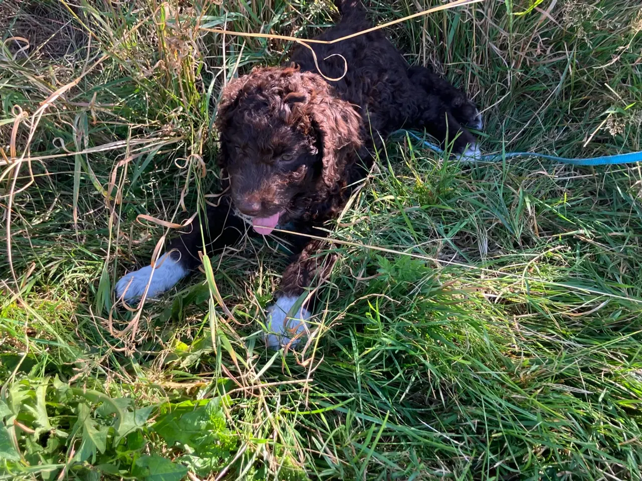 Billede 1 - Lagotto Romagnolo/Curly Coatted Retriever 