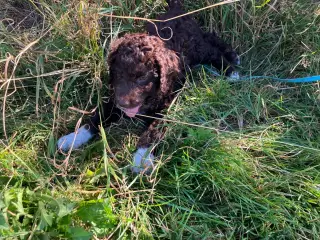 Lagotto Romagnolo/Curly Coatted Retriever