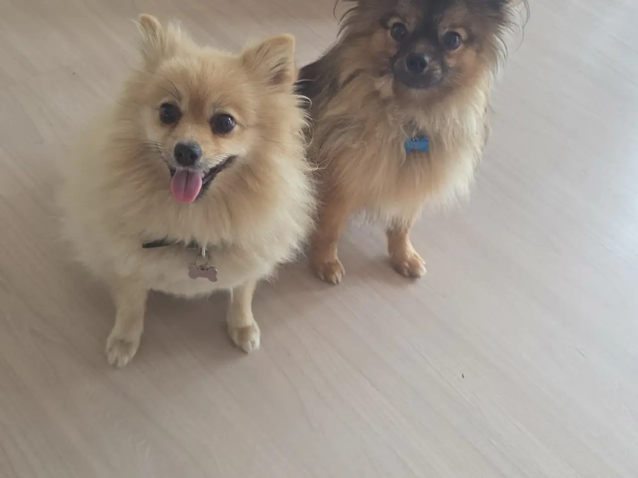 Billede 3 - Pomeranien hvalpe