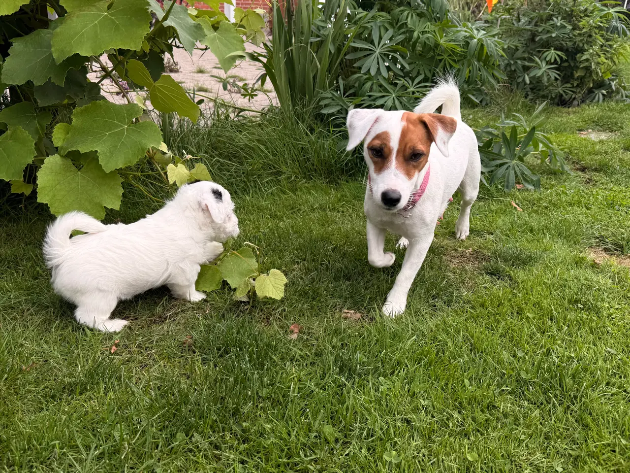 Billede 5 - Dejligt dreng Maltiser + Jack Russel Terrier
