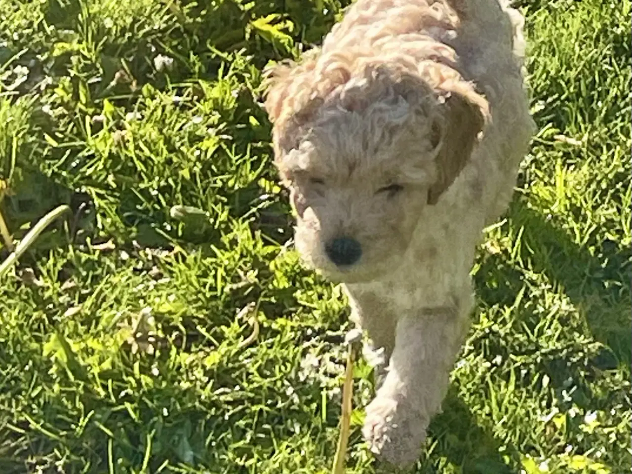 Billede 13 - Mini-labradoodle / doodle sælges