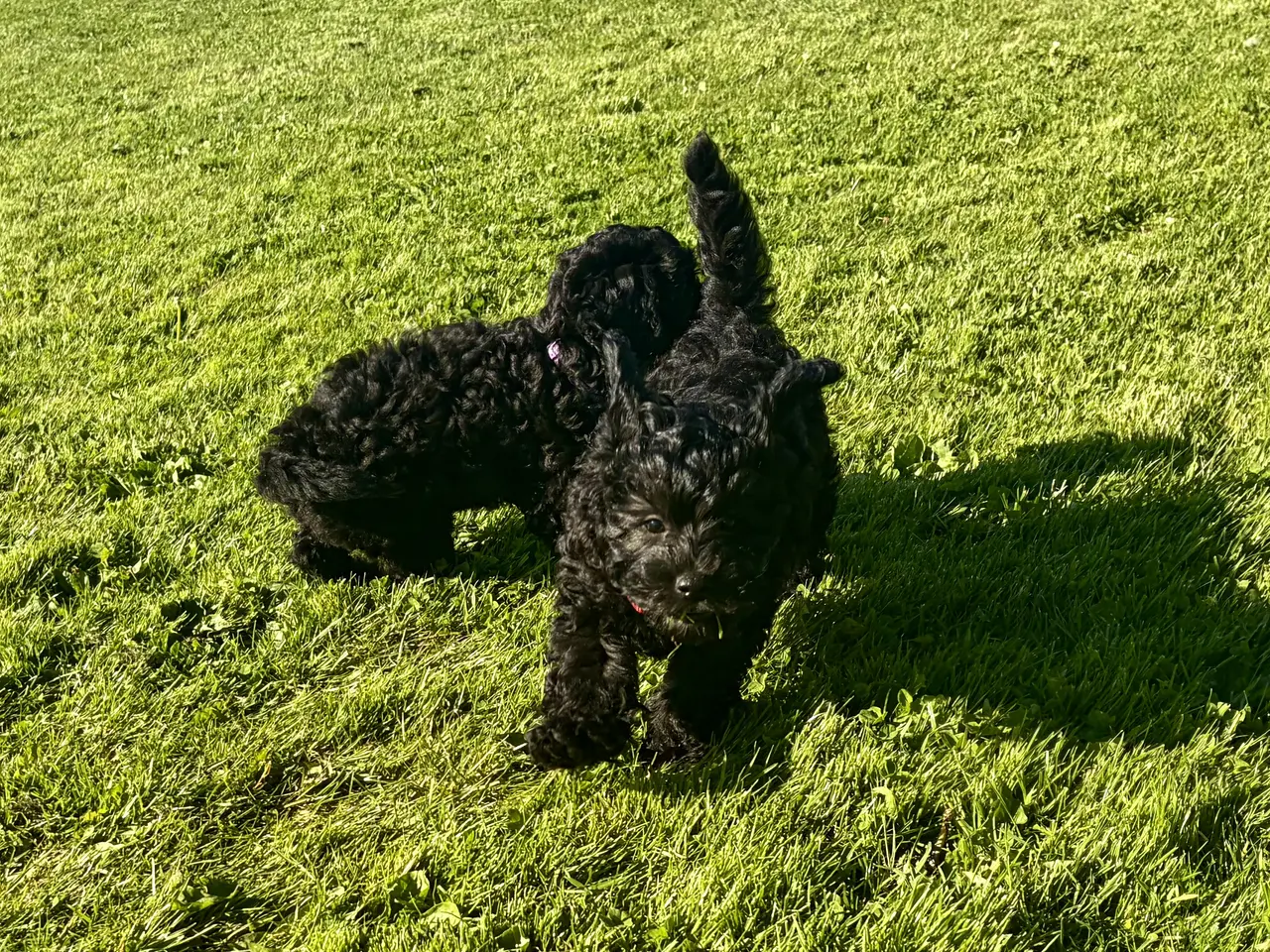 Billede 5 - Den smukkeste lille fine Cavapoo dreng