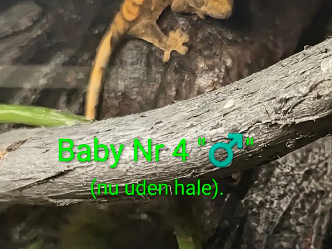 Billede 9 - 3 Kronegekko babyer sælges