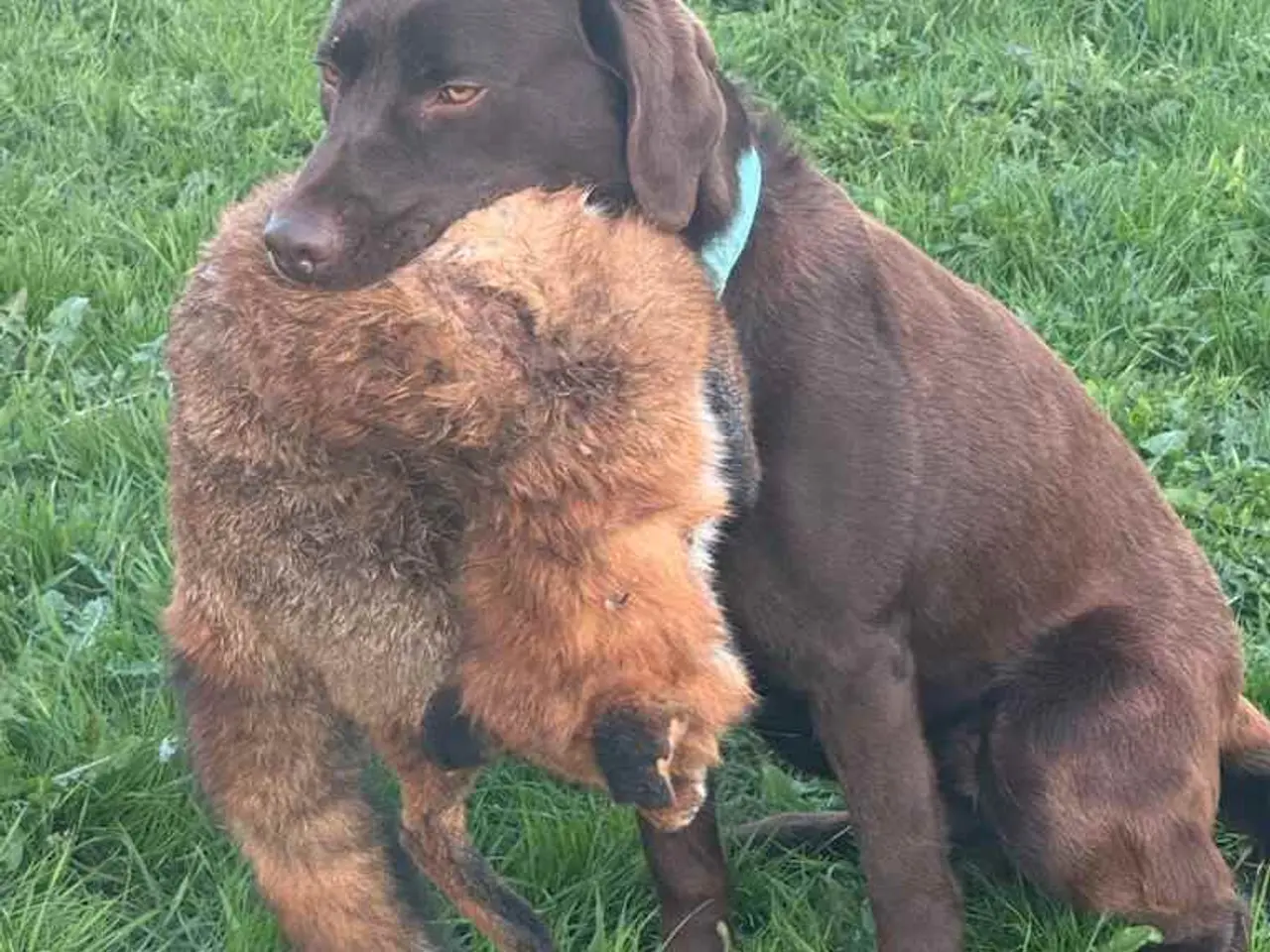Billede 5 - Labrador hvalpe sælges