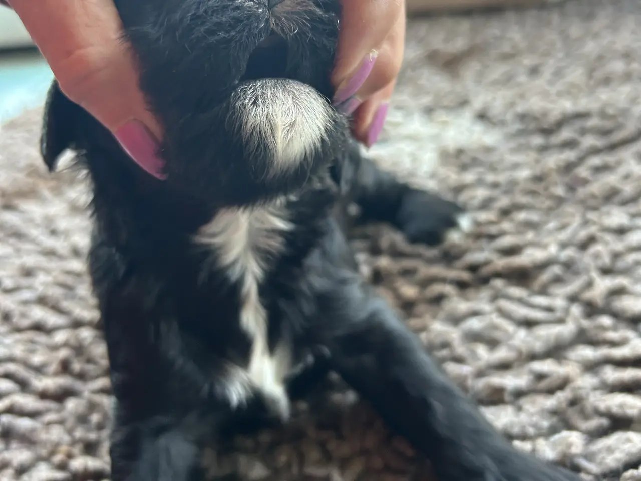 Billede 5 - Cavapoo f1 dreng sælges