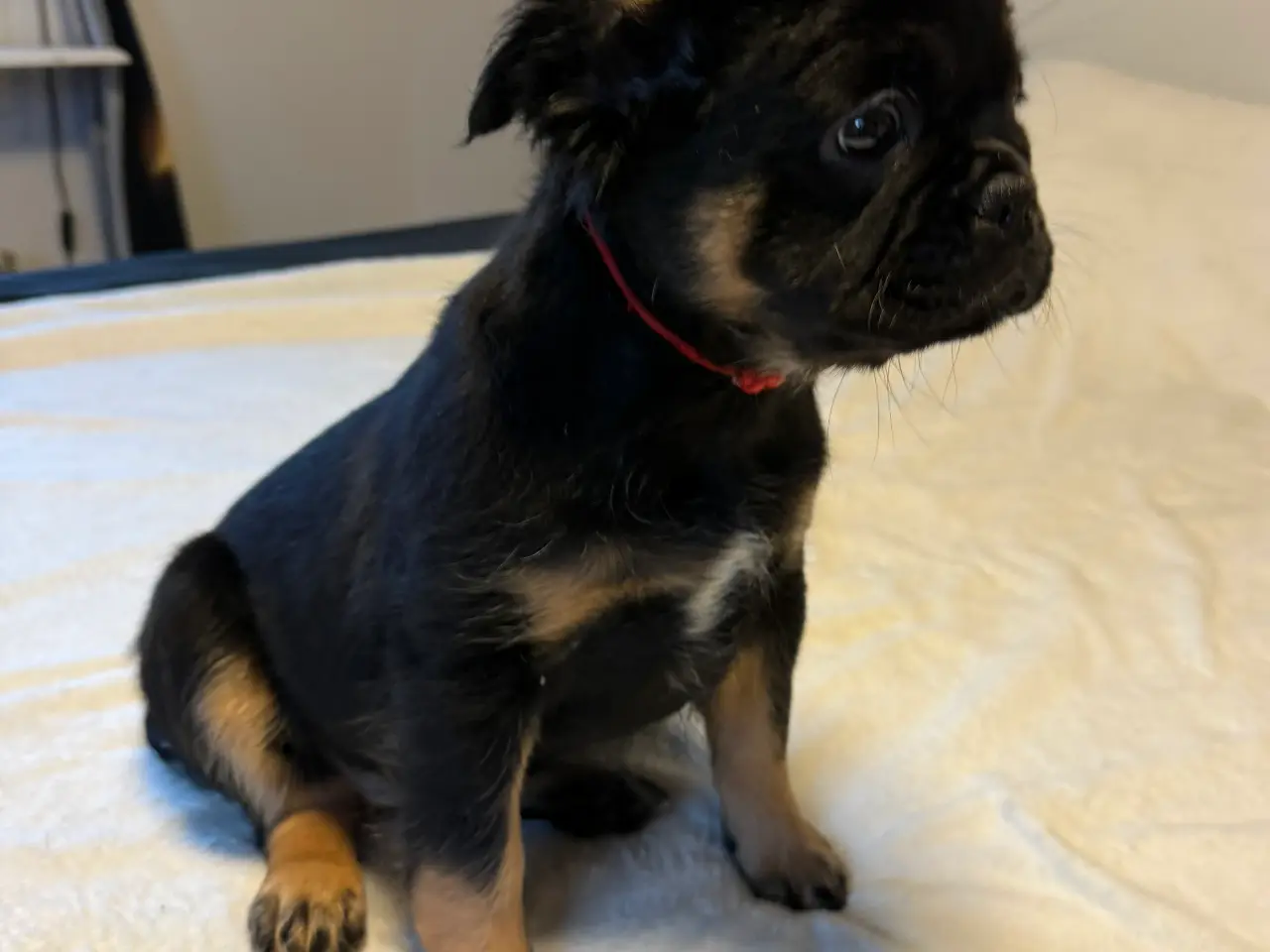 Billede 1 - Fluffy Fransk bulldog valpar leveranklara