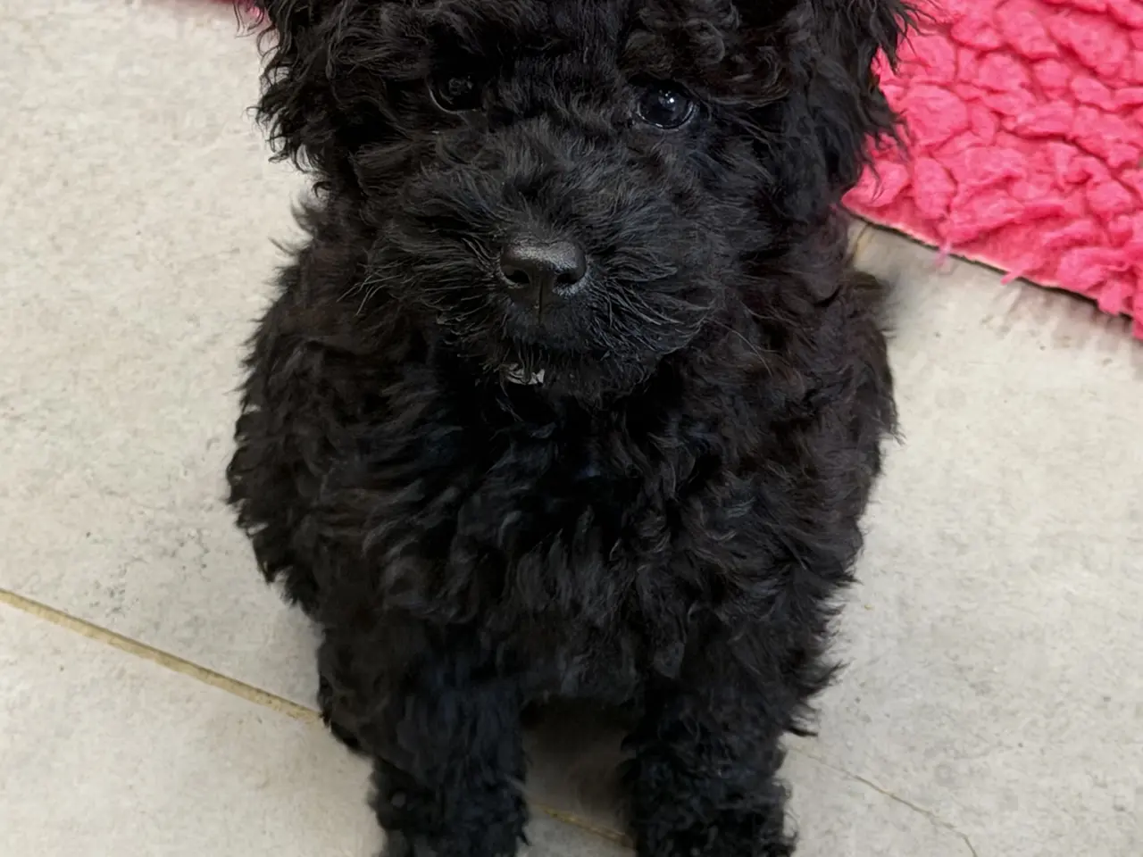 Billede 15 - Cavapoo hvalpe Rejseklar 🧳❤️🐾