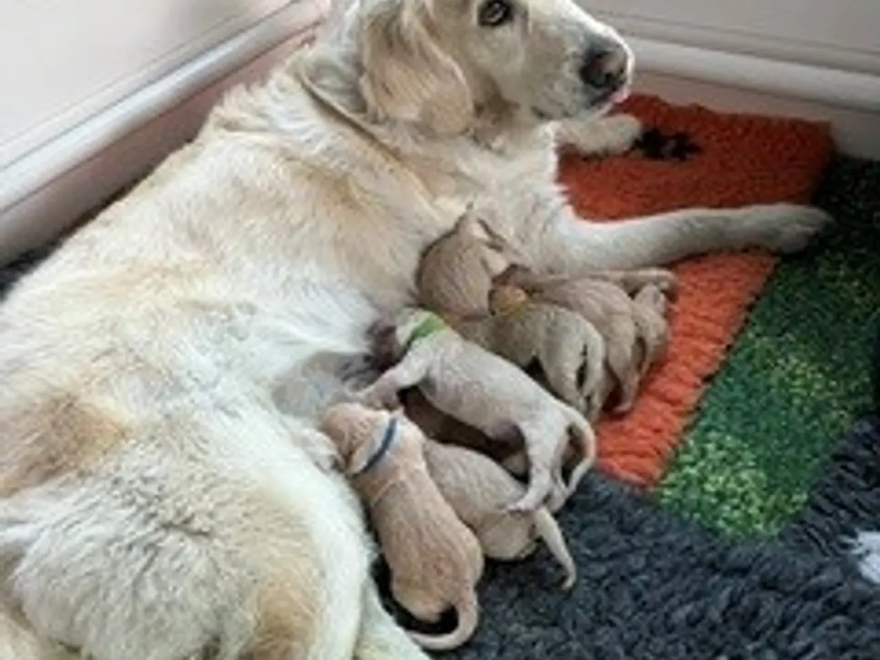 Billede 2 - Goldendoodles hvalpe
