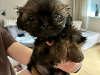 Lækre shih tzu hvalpe