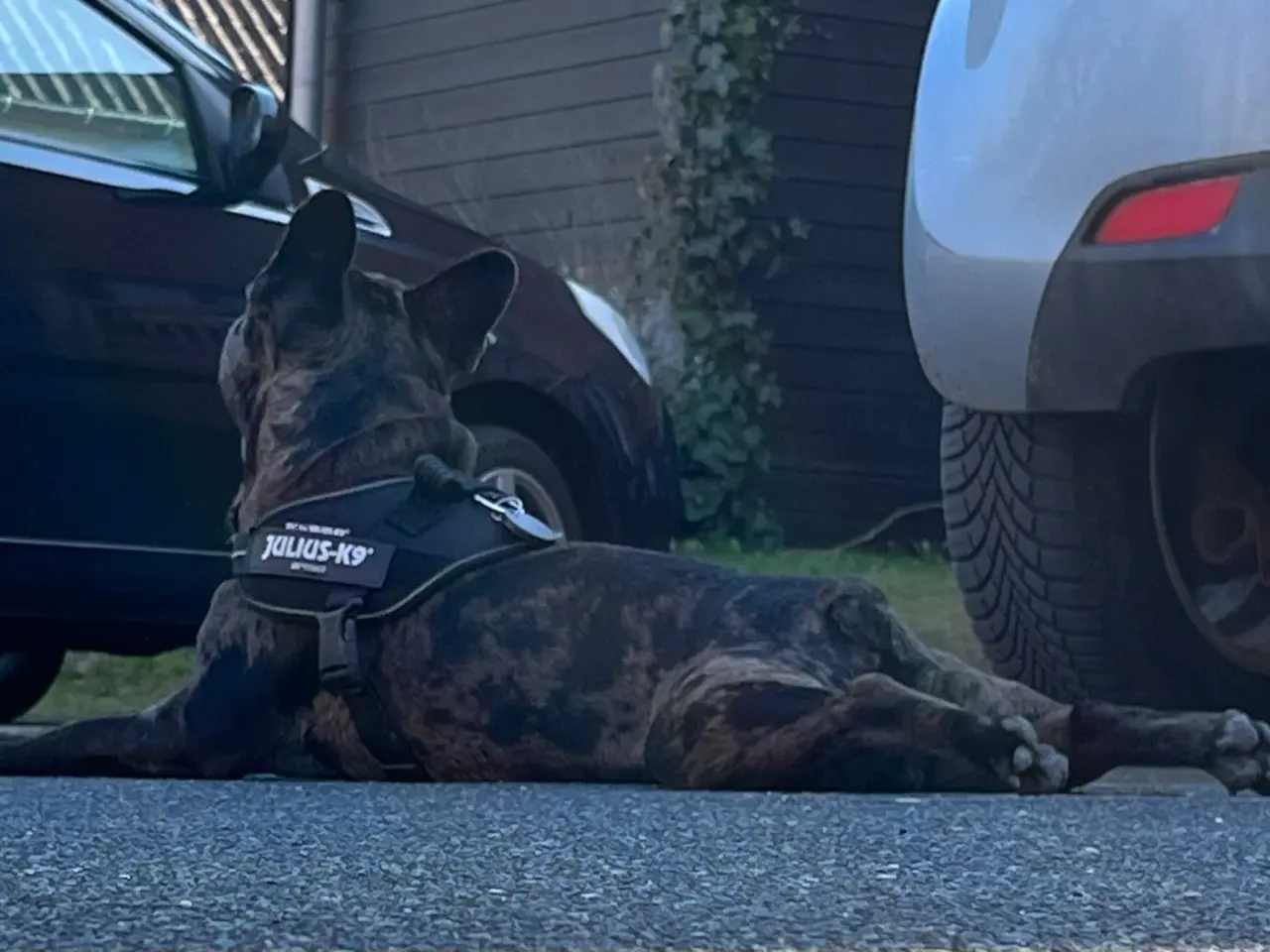 Billede 4 - Fransk bulldog søges