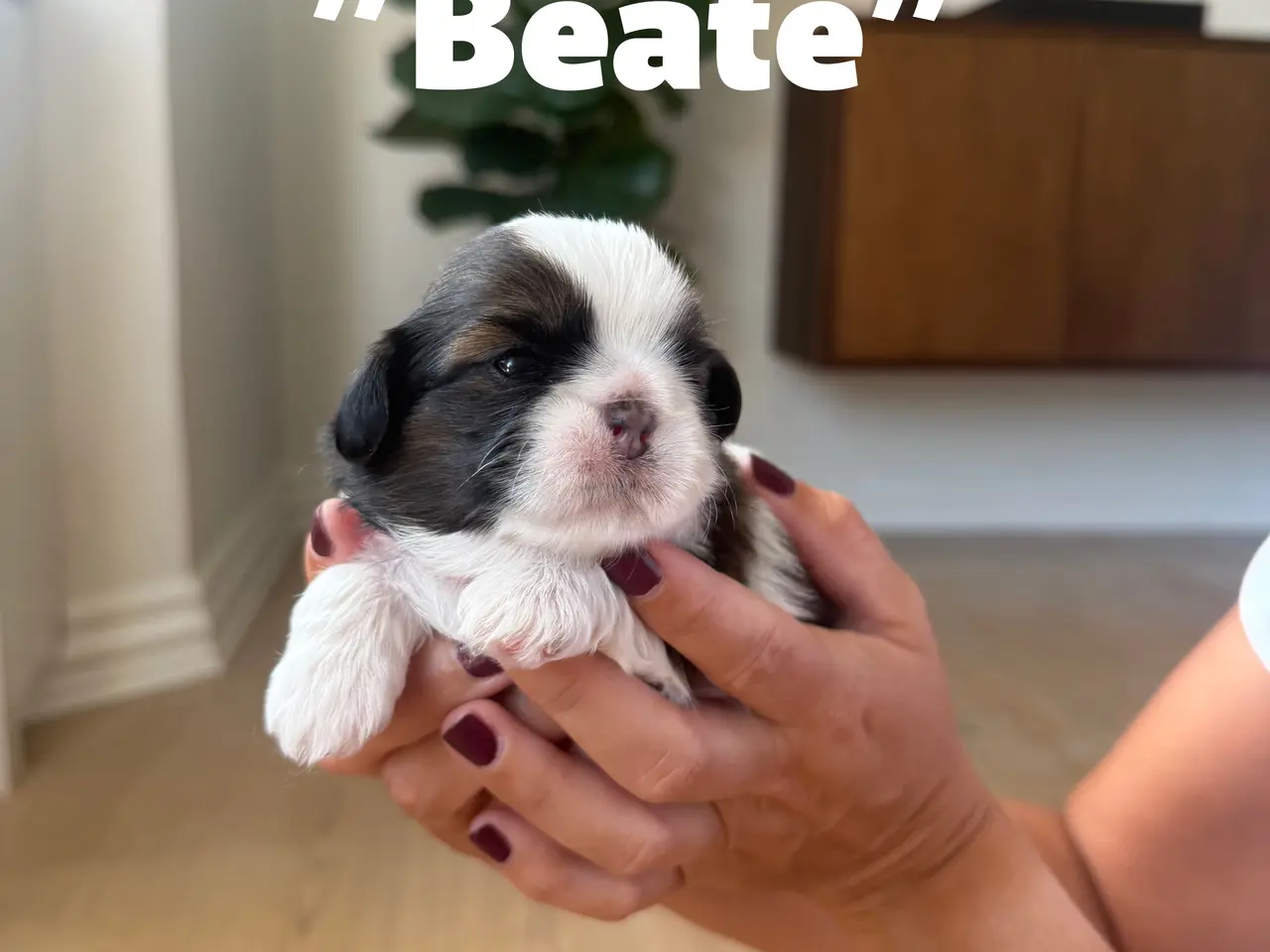 Billede 1 - Shih Tzu-hvalpe søger nyt hjem