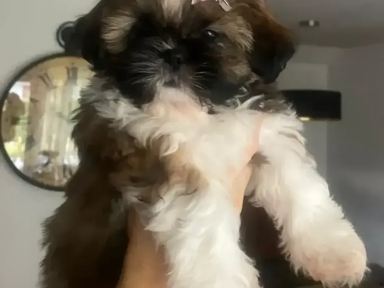 Billede 1 - Ægte Shih Tzu hvalpe