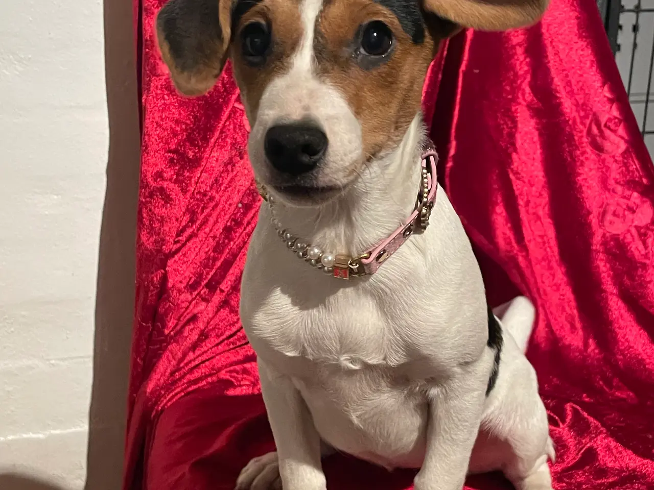 Billede 1 - Dansksvensk gårdhund 