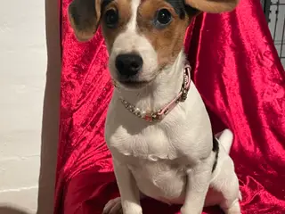 Dansksvensk gårdhund