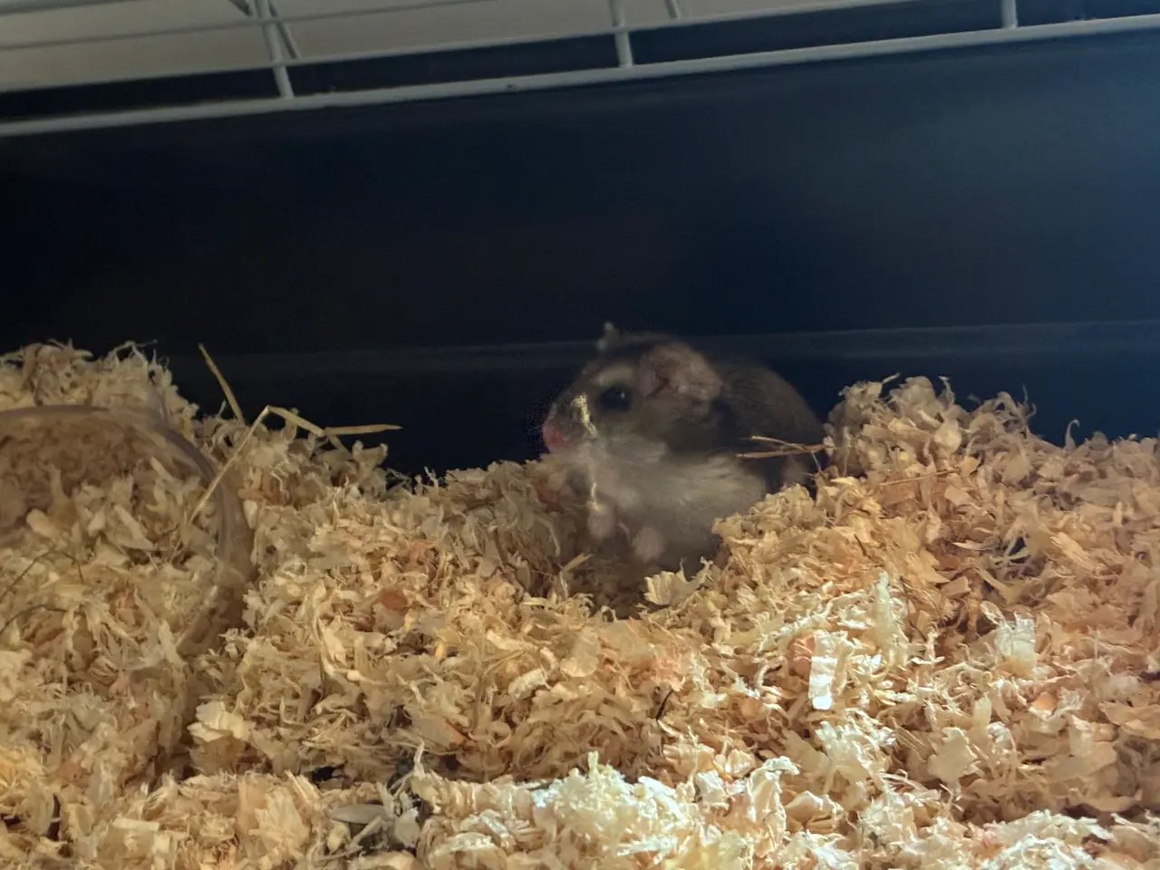 Billede 2 - Hamster og tilbehør 