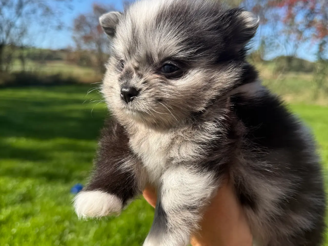 Billede 5 - Pomchi dreng !