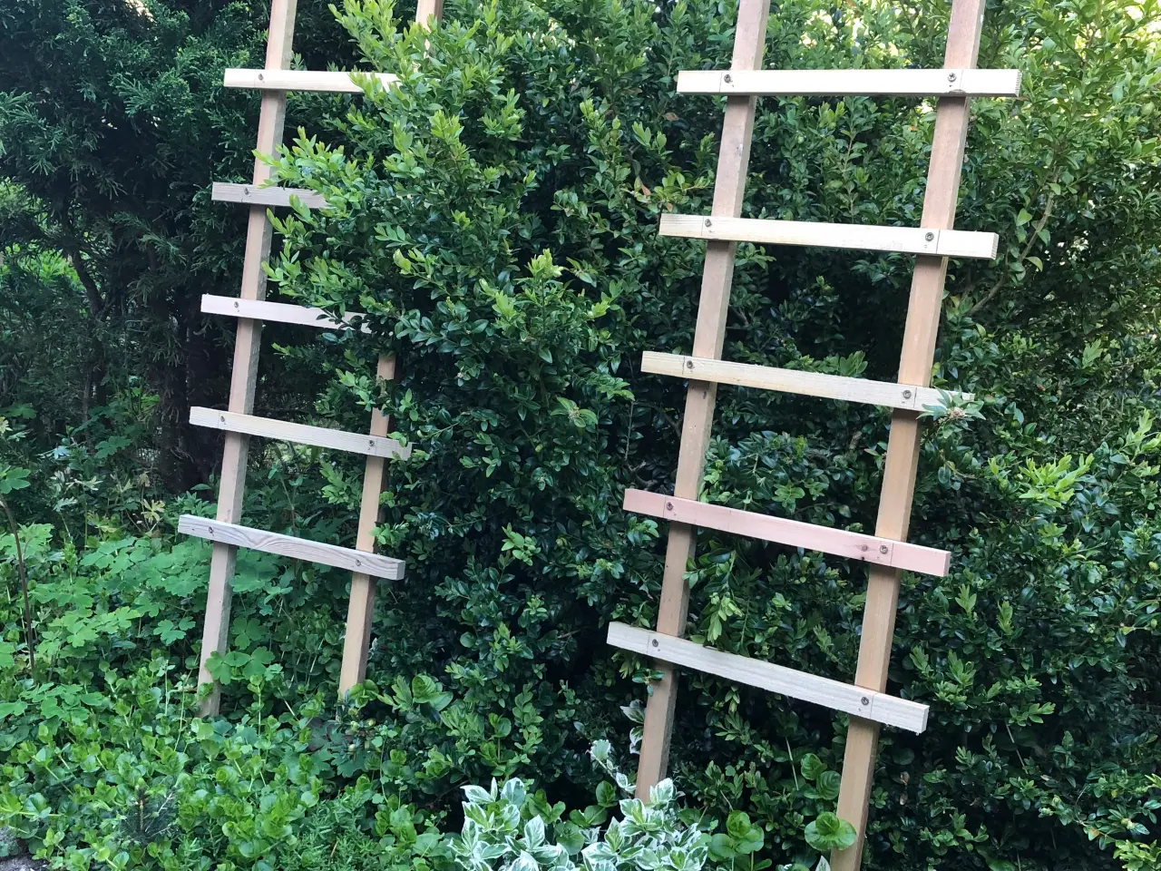 Billede 4 - Espalier