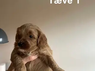 De skønneste F1B Cavapoo-hvalpe søger deres kommen
