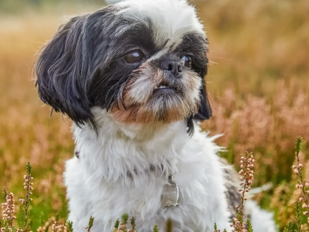 Billede 7 - Lækkerste Shih tzu hvalpe