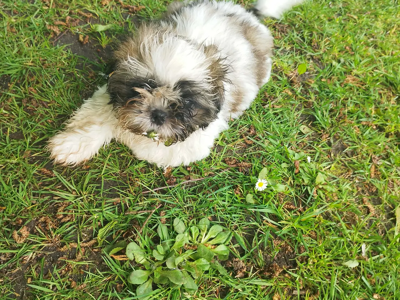 Billede 3 - Flotte Shih-tzu hvalpe