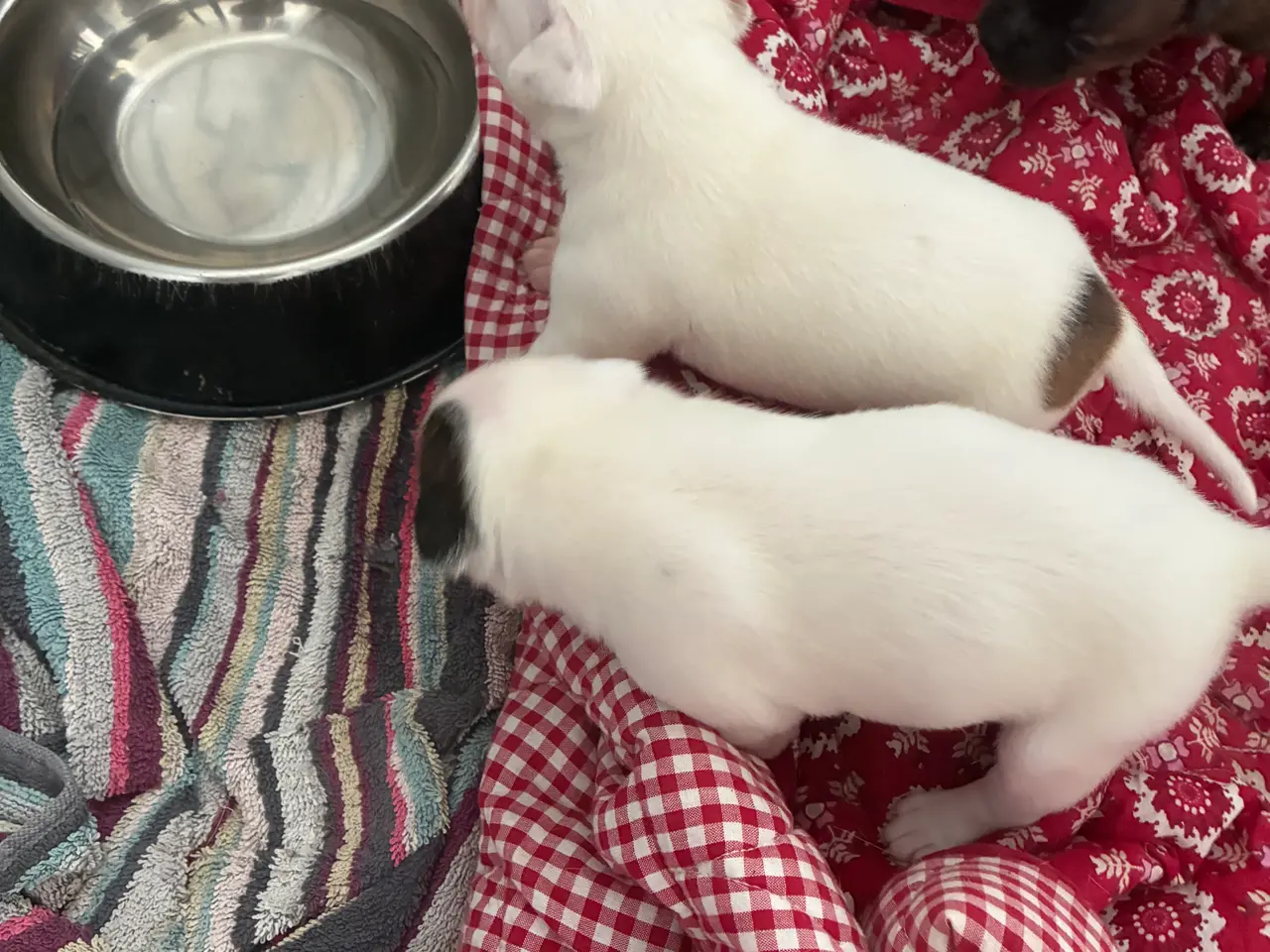 Billede 10 - Engelsk staffoird terrier hvalpe