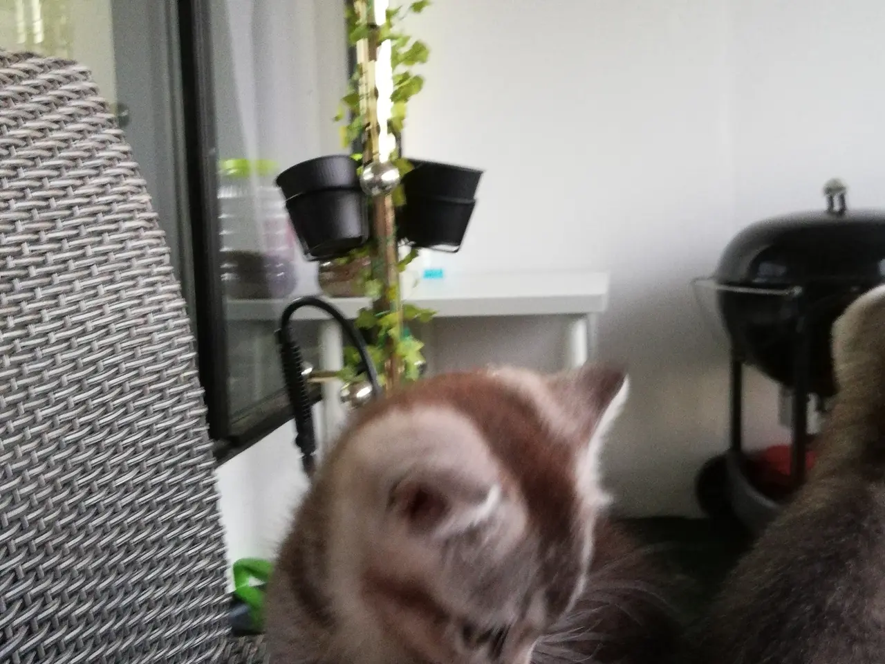 Billede 4 - Grey – en høflig og kærlig Scottish Fold han søger