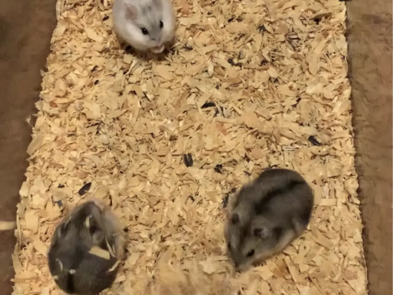 Billede 2 - Hamster