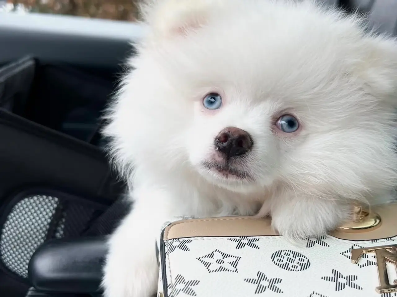 Billede 2 - Pomeranian parring 