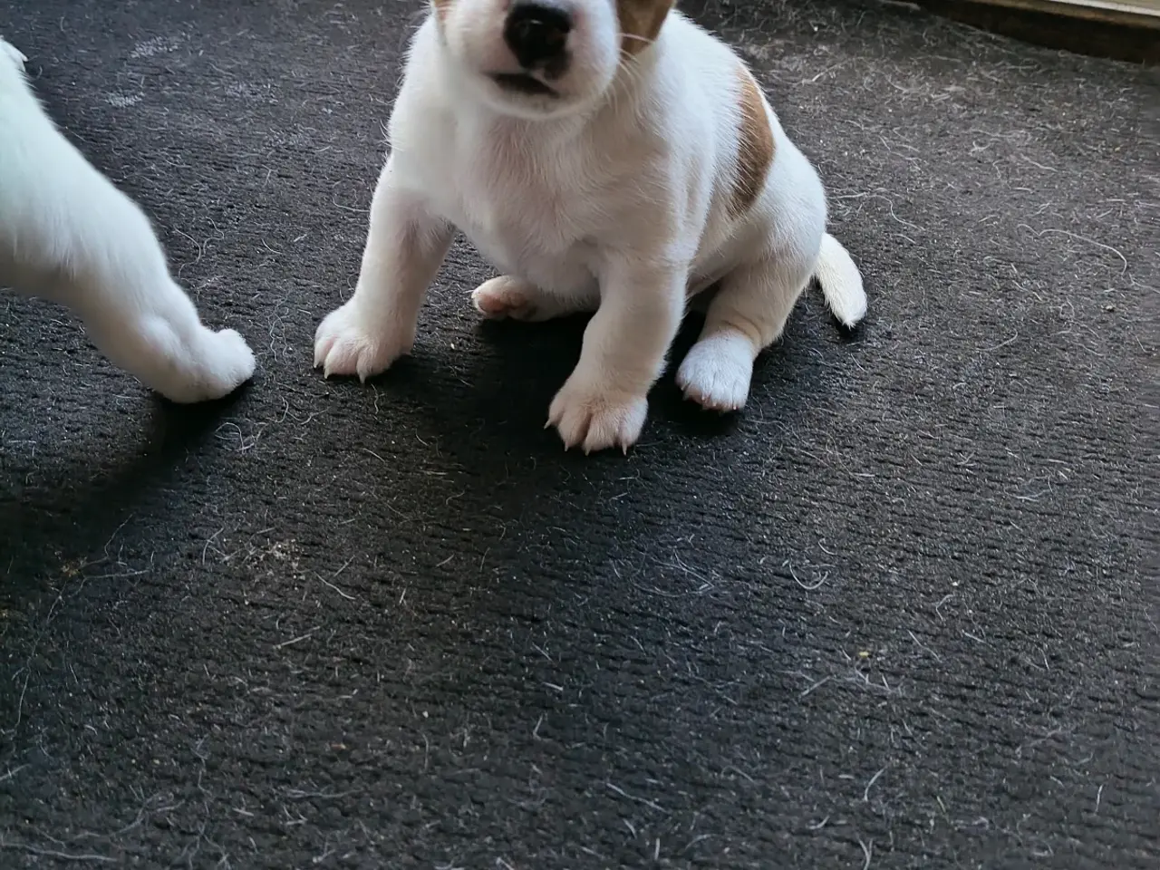 Billede 17 - Lækker Jack Russell Terrier hvalpe 