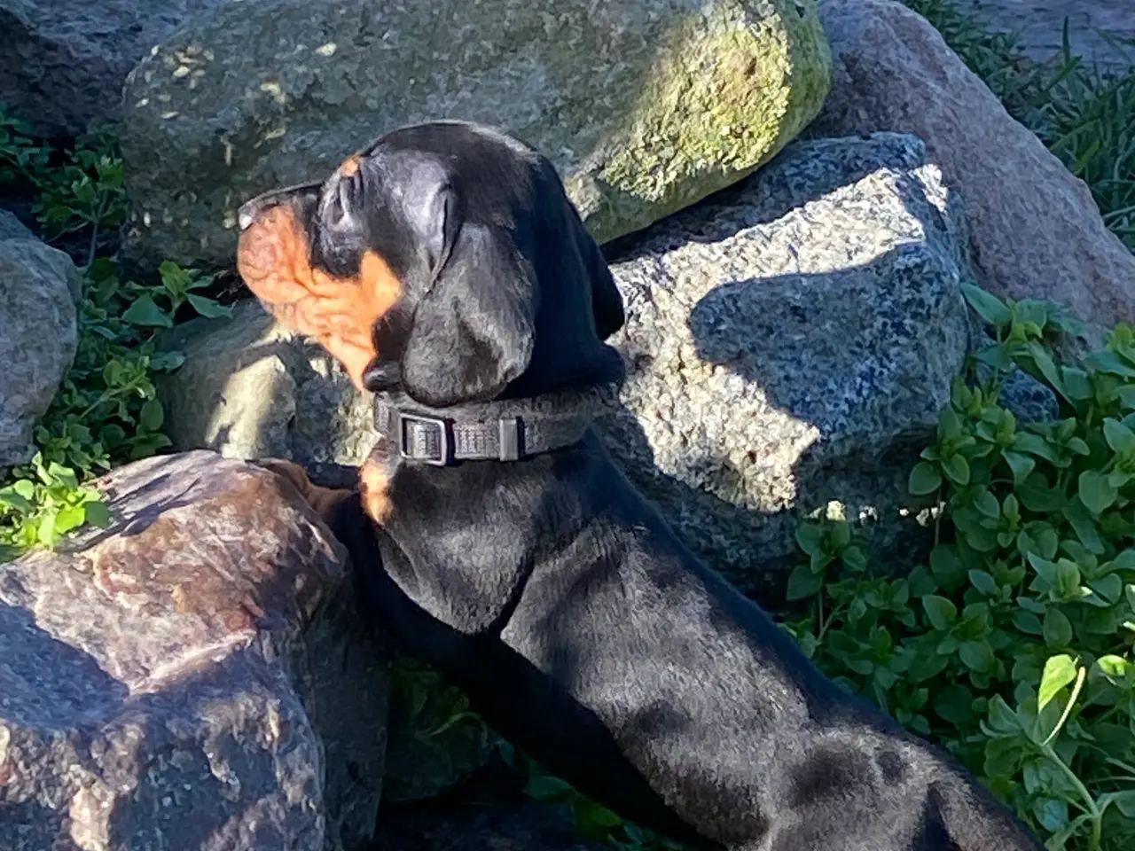 Billede 2 - Korthåret standard gravhunde hvalpe
