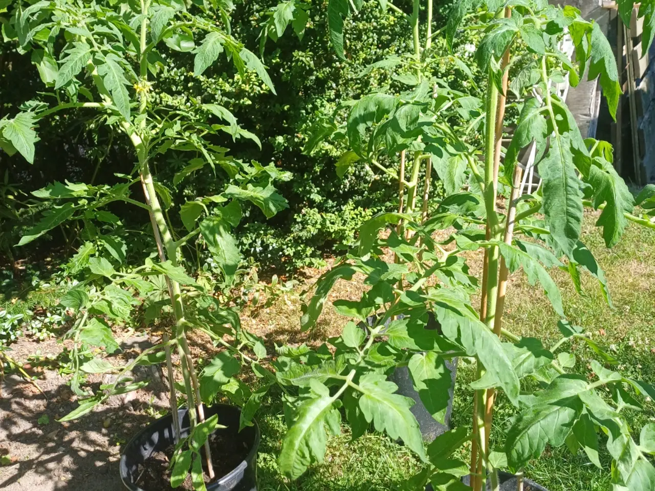 Billede 1 - Store tomatplanter og peberfrugtplanter i potter
