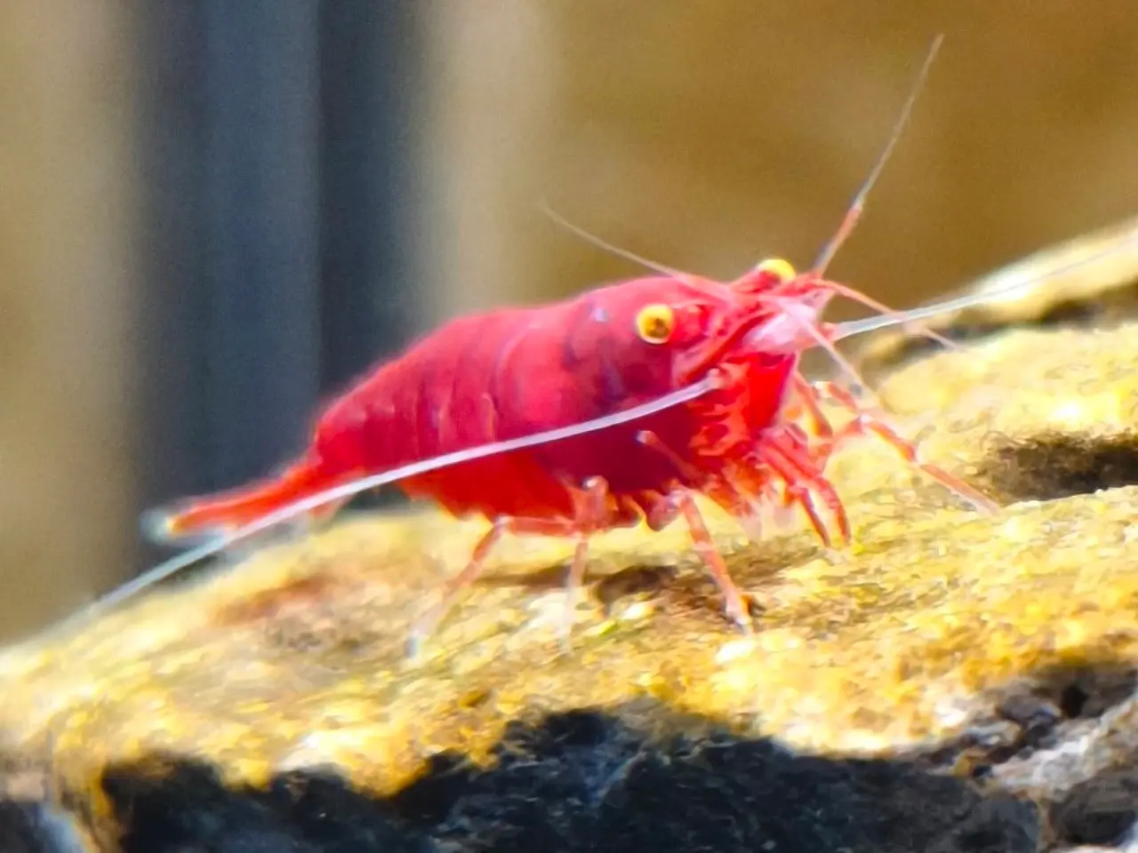 Billede 1 - Red Demon Bloody Mary Orange Eye (OE) 🦐