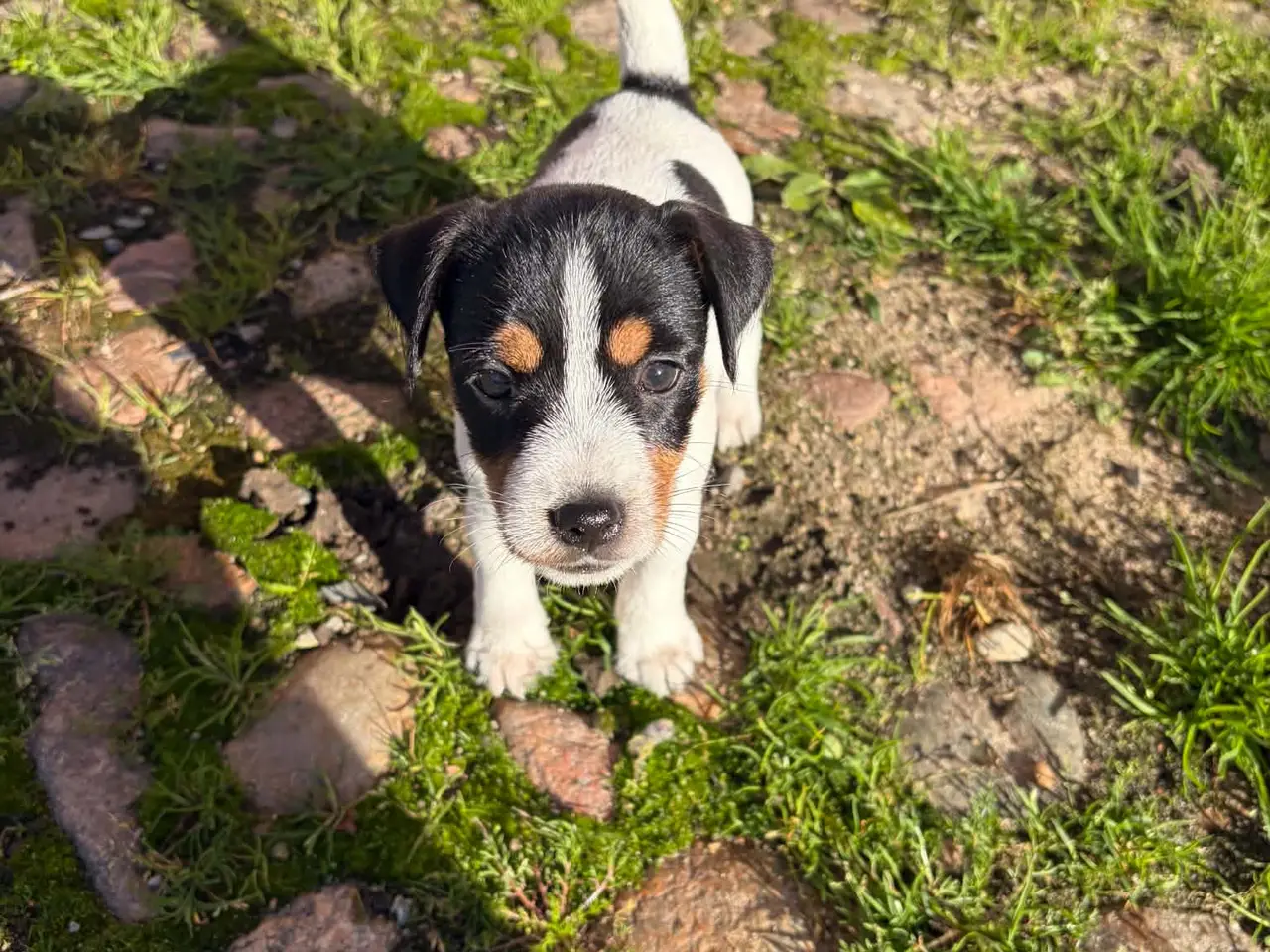 Billede 5 - Jack Russel (Parson) hvalpe, 3 hanner, 2 tæver