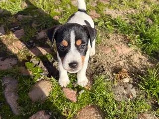 Jack Russel (Parson) hvalpe, 3 hanner, 2 tæver - 5