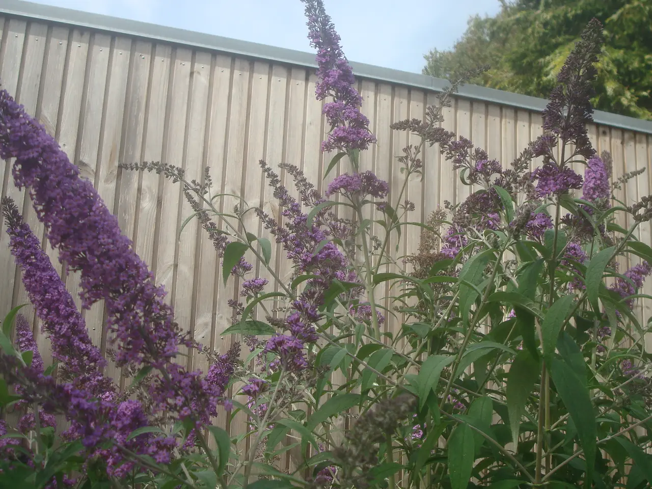 Billede 1 - Sommerfuglebuske - fra 30 - 80 cm, gode planter