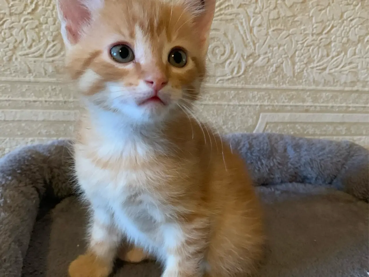 Billede 6 - 25 % mainecoon killinger