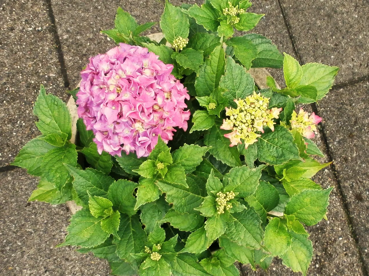Billede 2 - Ny Hortensia & Blå keramisk urtepotte 