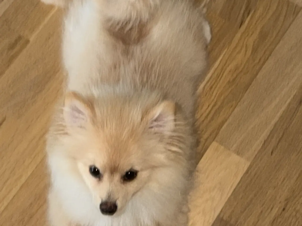 Billede 3 - Hund 6 måneder gammel