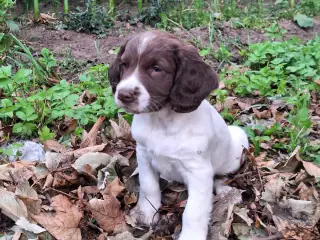 Springer Spaniel hvalpe sælges